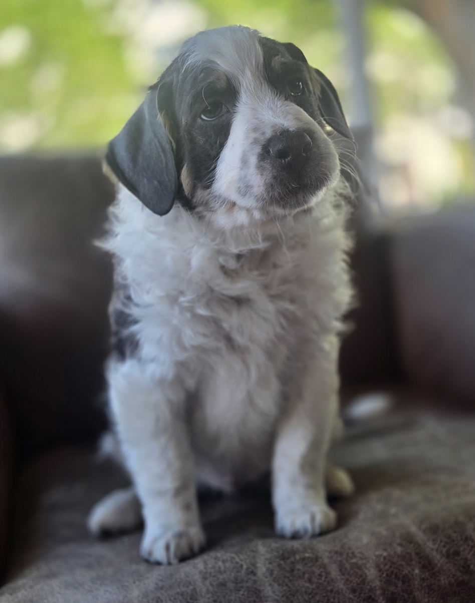 Push-Pop, the Popsicle Litter — Wags and Walks